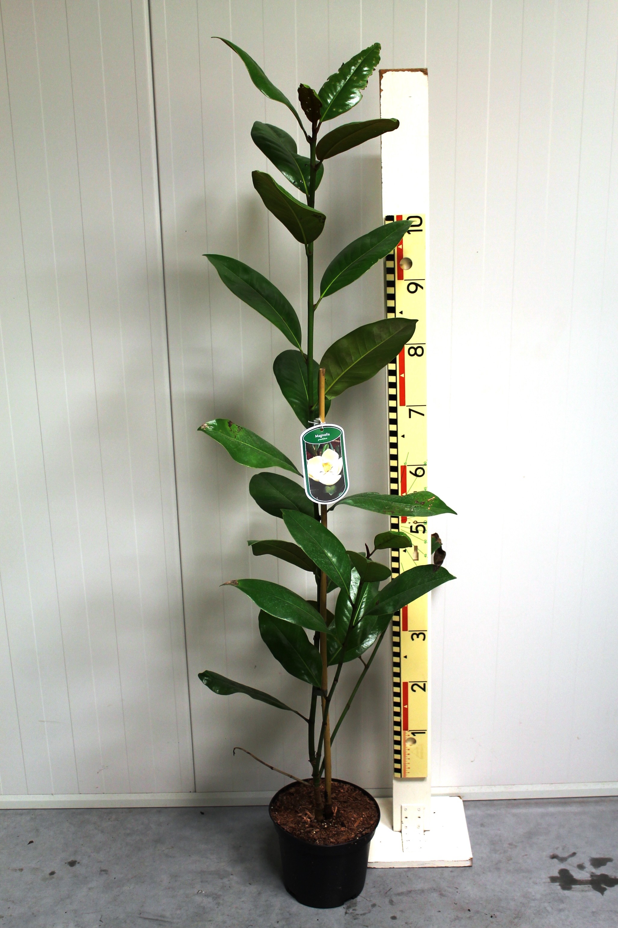 Magnolia grandiflora c3